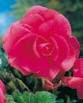 Begonia DOUBLE MEMORY PINK